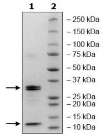 SDS-PAGE (CASP9-35H).jpg
